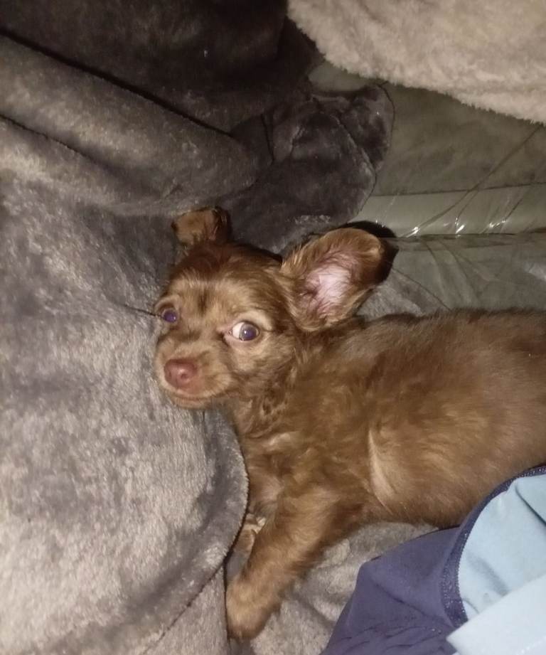 Chihuahua 