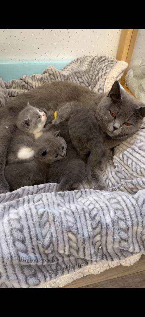 British shorthair kittens 