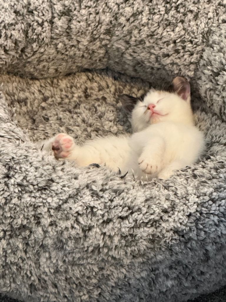 Beautiful Calico Female Kitten + starter kit