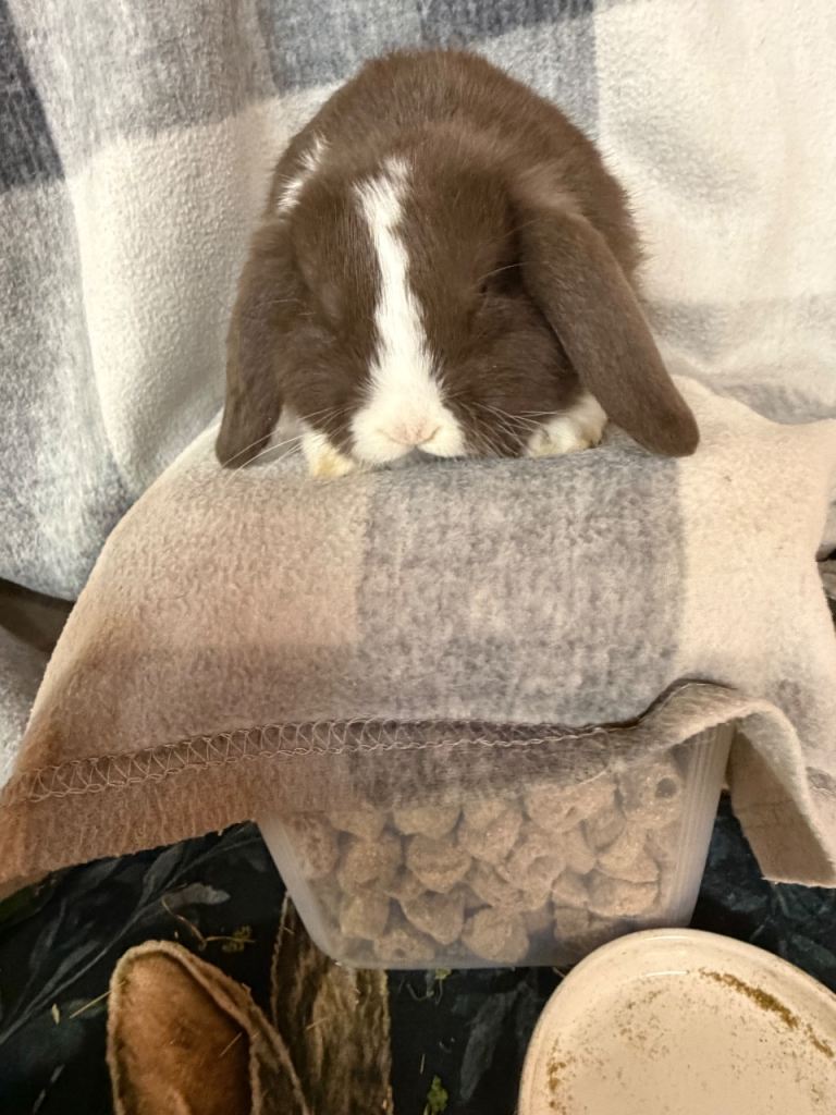 Mini lop buck