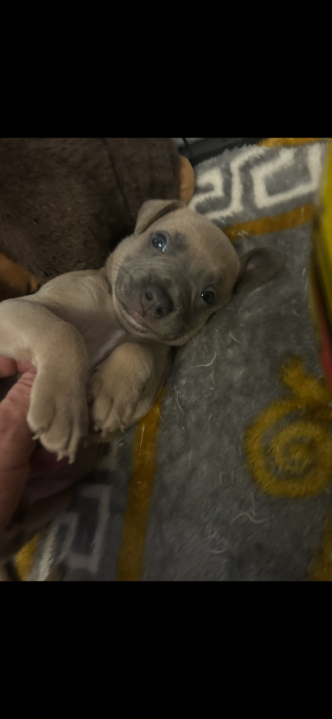 Whippet/French Bulldog Puppies, 3 males available. Gorgeous puppies. 