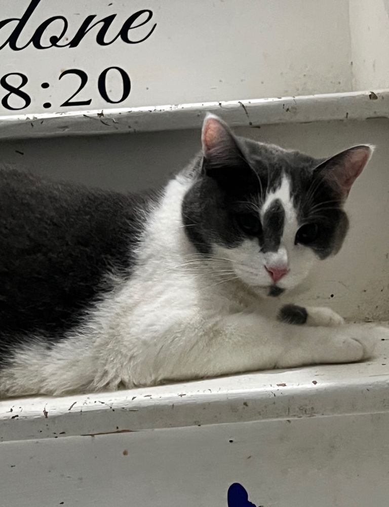 Female grey and white cat