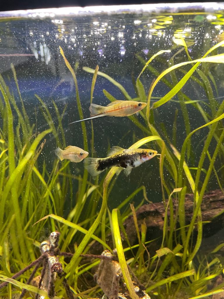 Tropical Fish for Sale – Acara, Loaches, Bristlenose, Platies 