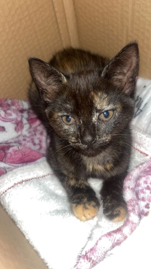 Female tortoises shell kitten