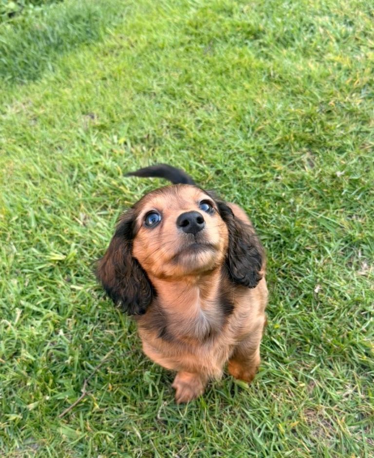 Long Haired Shaded Cream Female Miniature Dachshund Puppy 