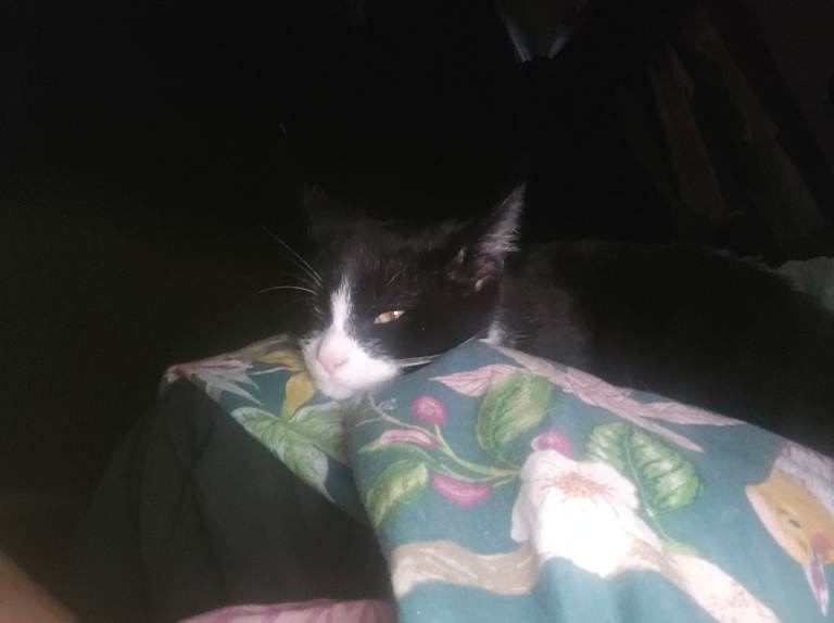 Cat around 18 or 19 weeks old called chicken 