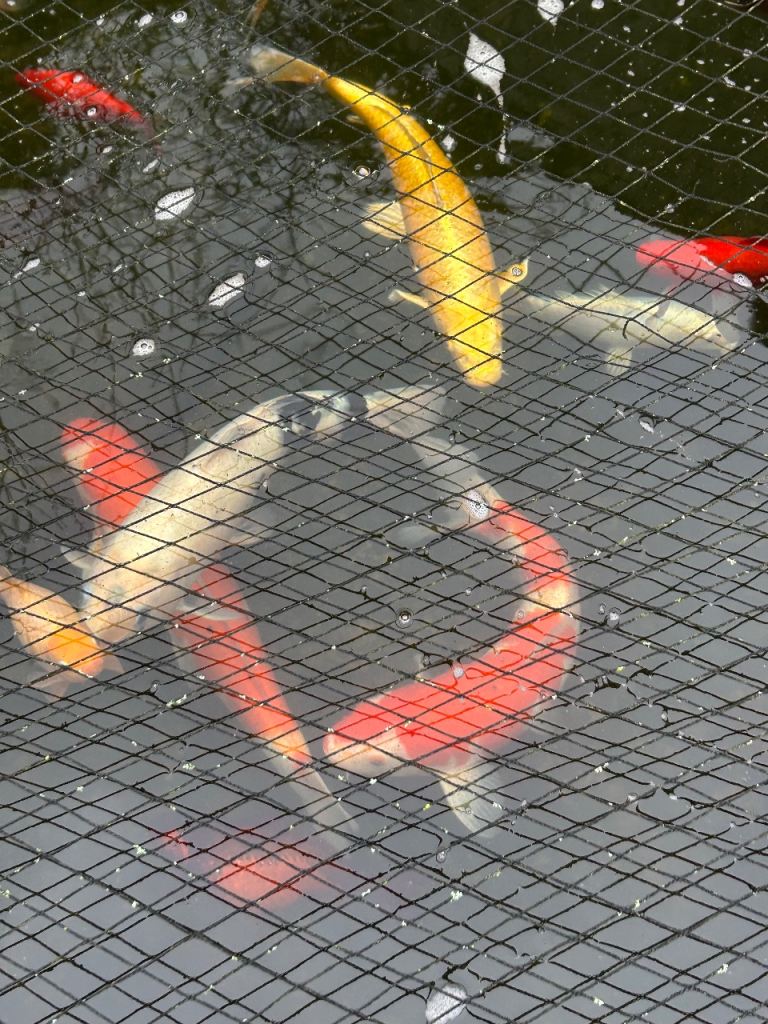 Multiple koi for sale 