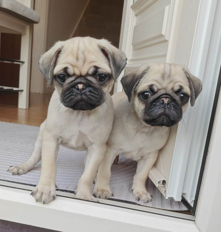 2 lovely pug puppies for sale