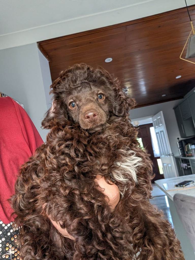 Toy poodle boy looking forever homes 