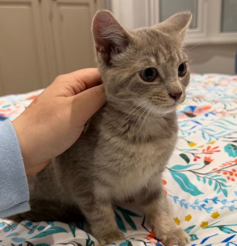 RARE female lilac kitten beautiful 