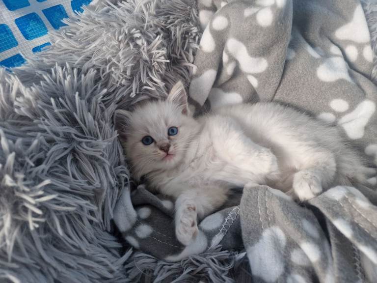 Ragdoll kittens 