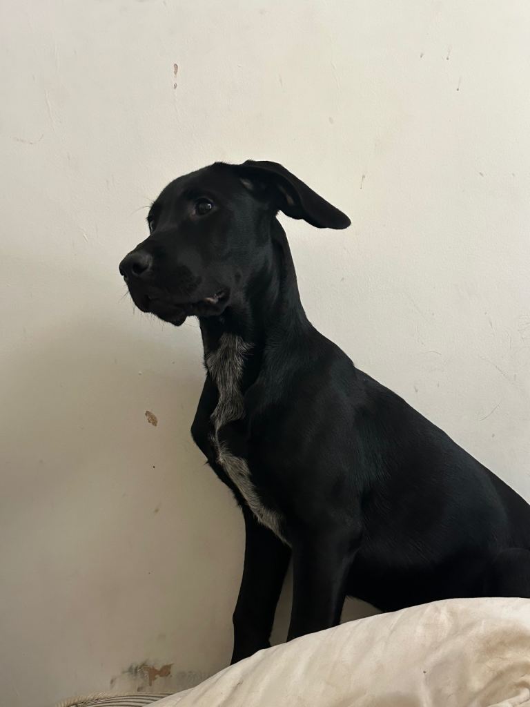Spaniel x Lurcher x hybrid puppies 