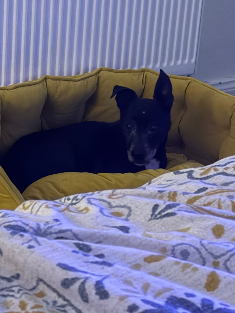 Need a loving home for my dog Rufus