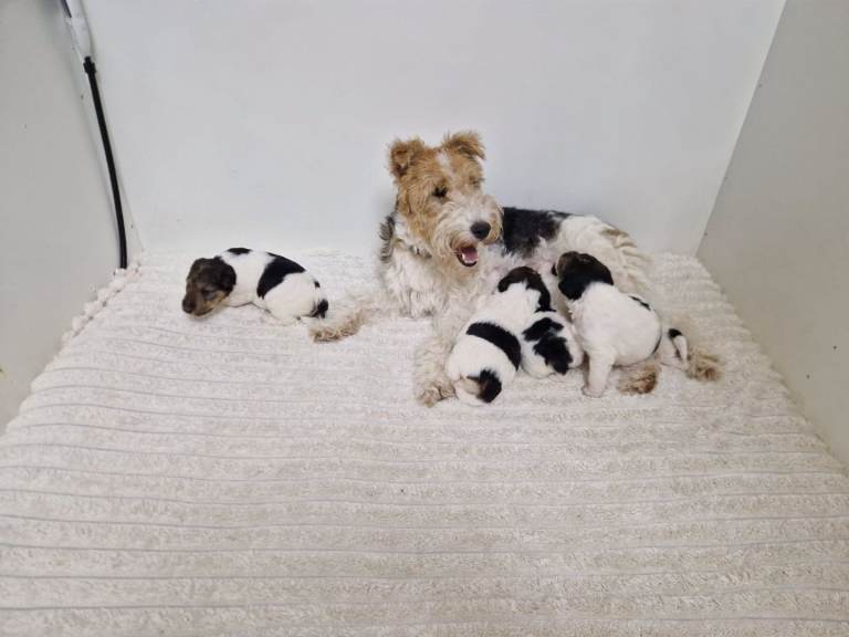 Wired haired fox terrier puppies 