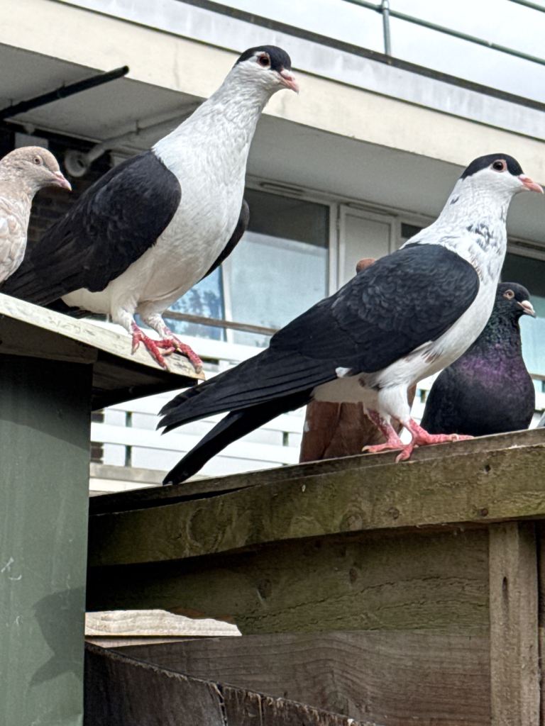 Afghani Pigeons for Sale 
