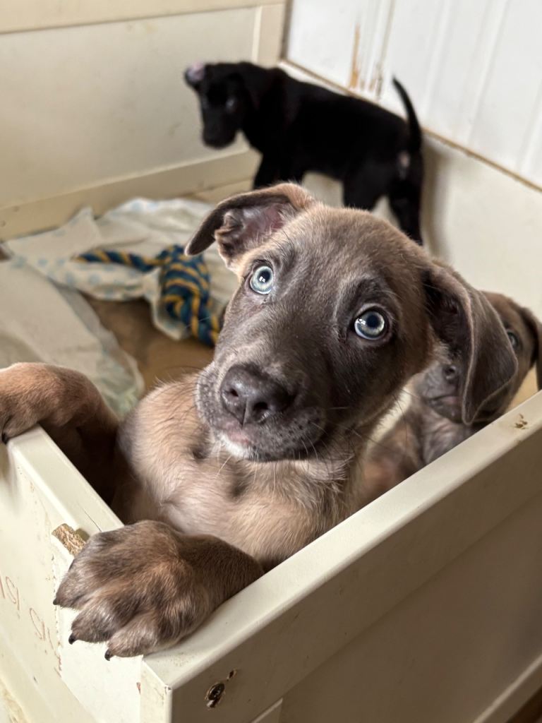 Cane Corso × Belgian Malinois 9 weeks old, ready to leave now, only 3 left  