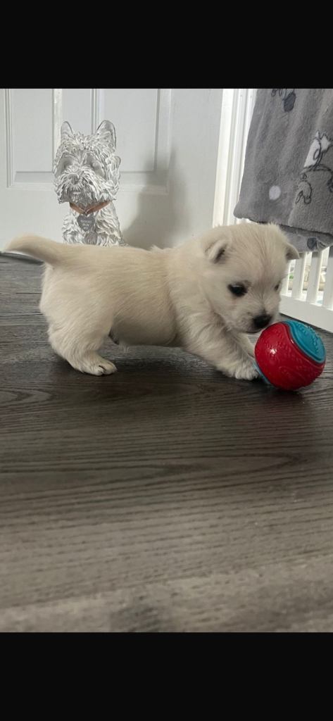 Westie pups looking for forever home 