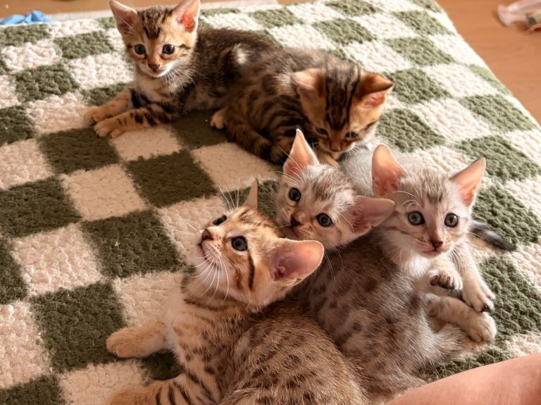 Kittens (bengal)