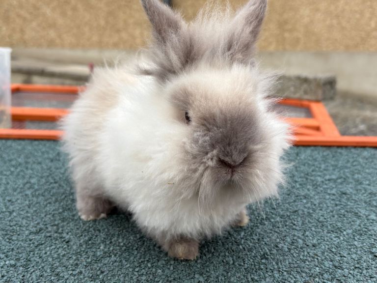 Lionhead rabbits - double maned