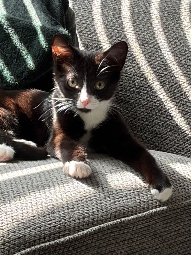 Kitten needs a new home 