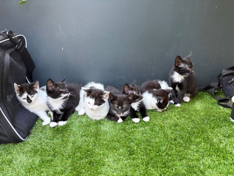 7 kittens 