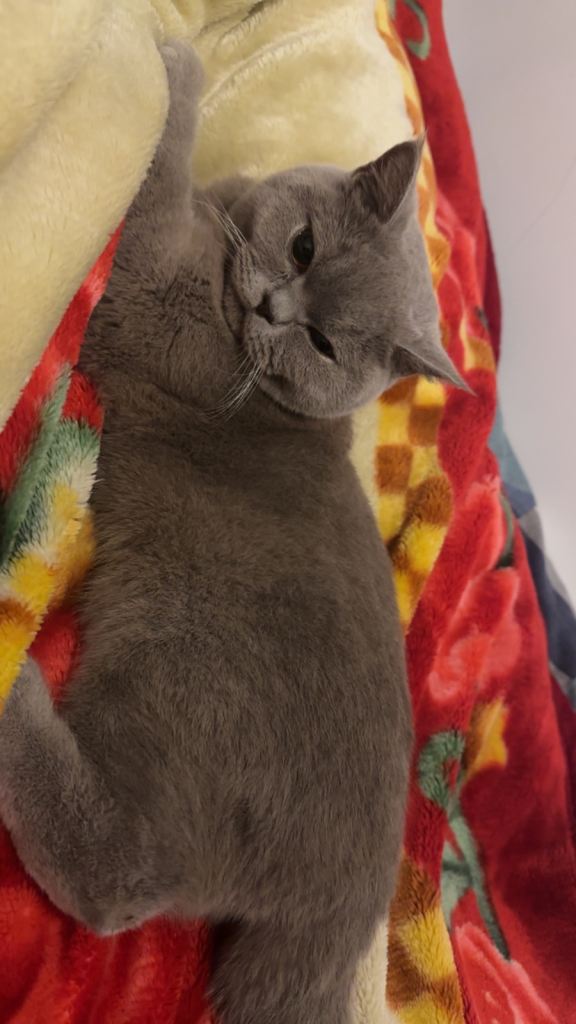 Pure pedigree BSH cat for sale