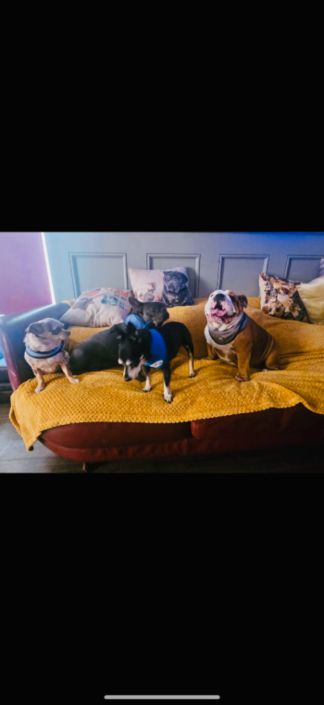 Smallholding or house with land wanted