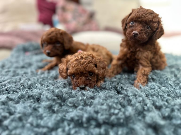 Mini Asian poodles READY to LEAVE for loving home