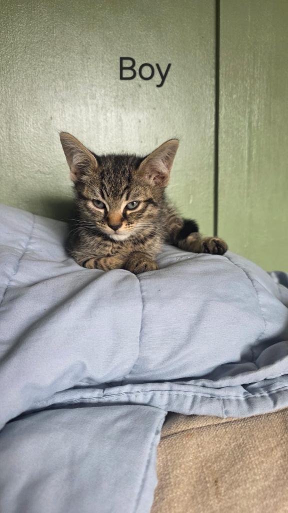 Kittens 