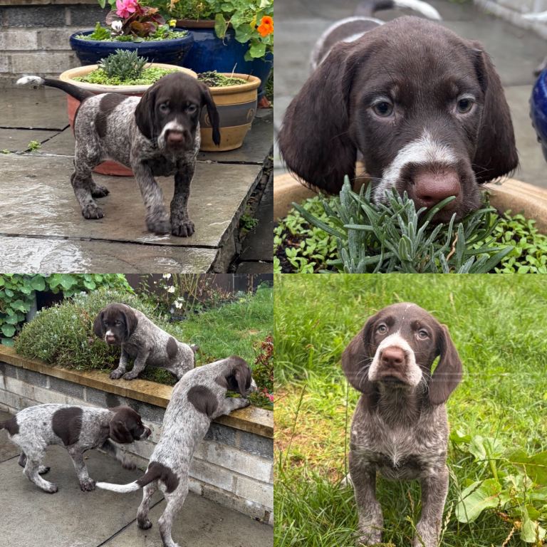 For sale We have a litter of German Pointer Puppies.