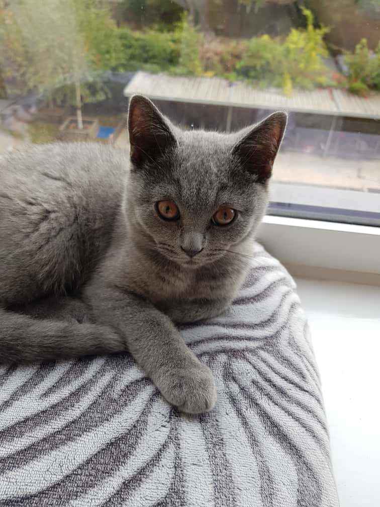 British Shorthair for sale