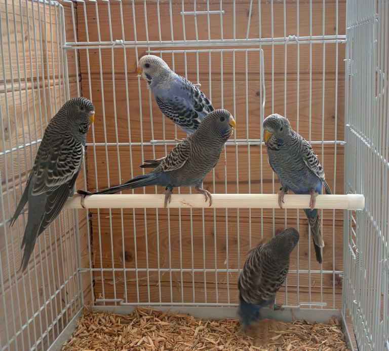 Blackface Budgies