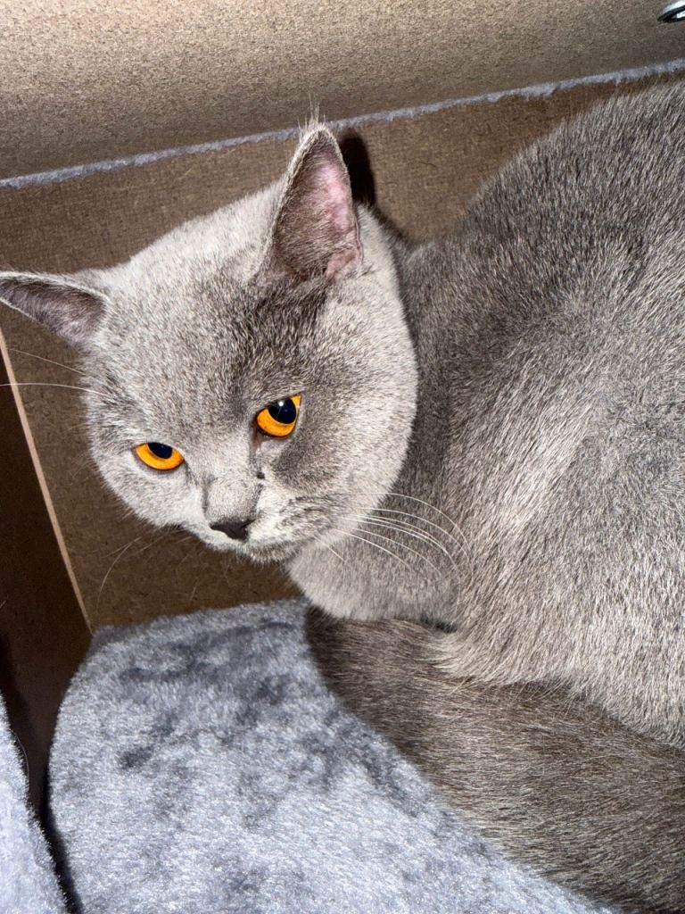British Shorthair Blue