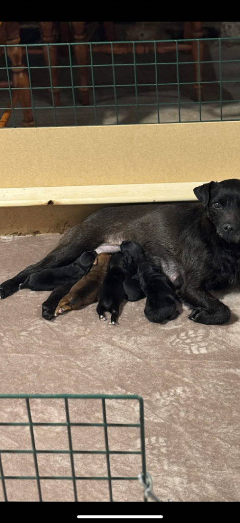 Patterjack puppies
