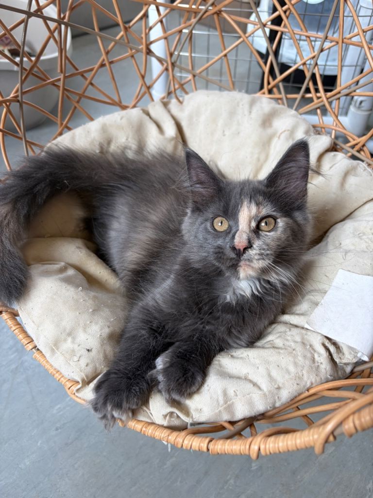 Maine coons