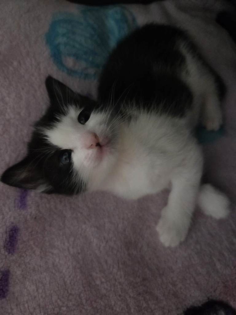 3 Beautiful Female Kittens Looking for Loving Homes 🐾