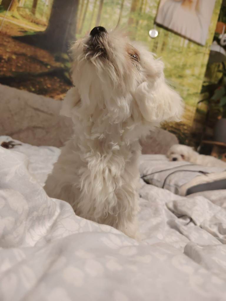Dogs are looking for a loving home 