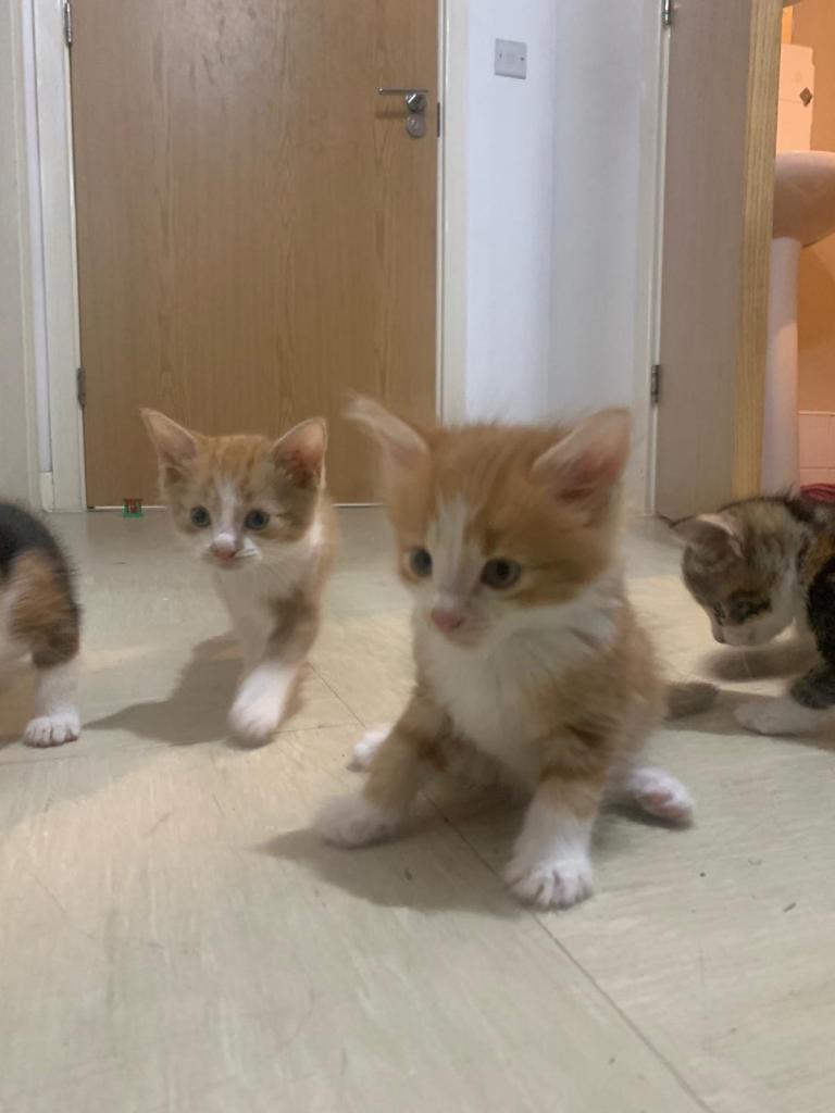 Playful boys