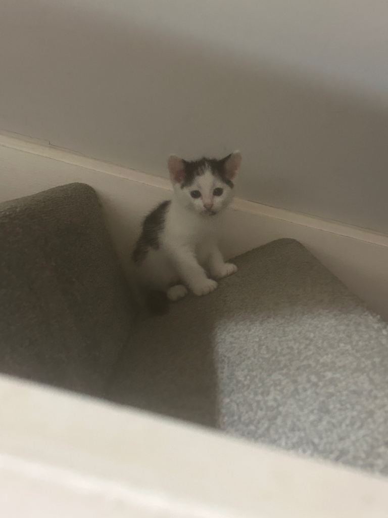Kittens for sale 