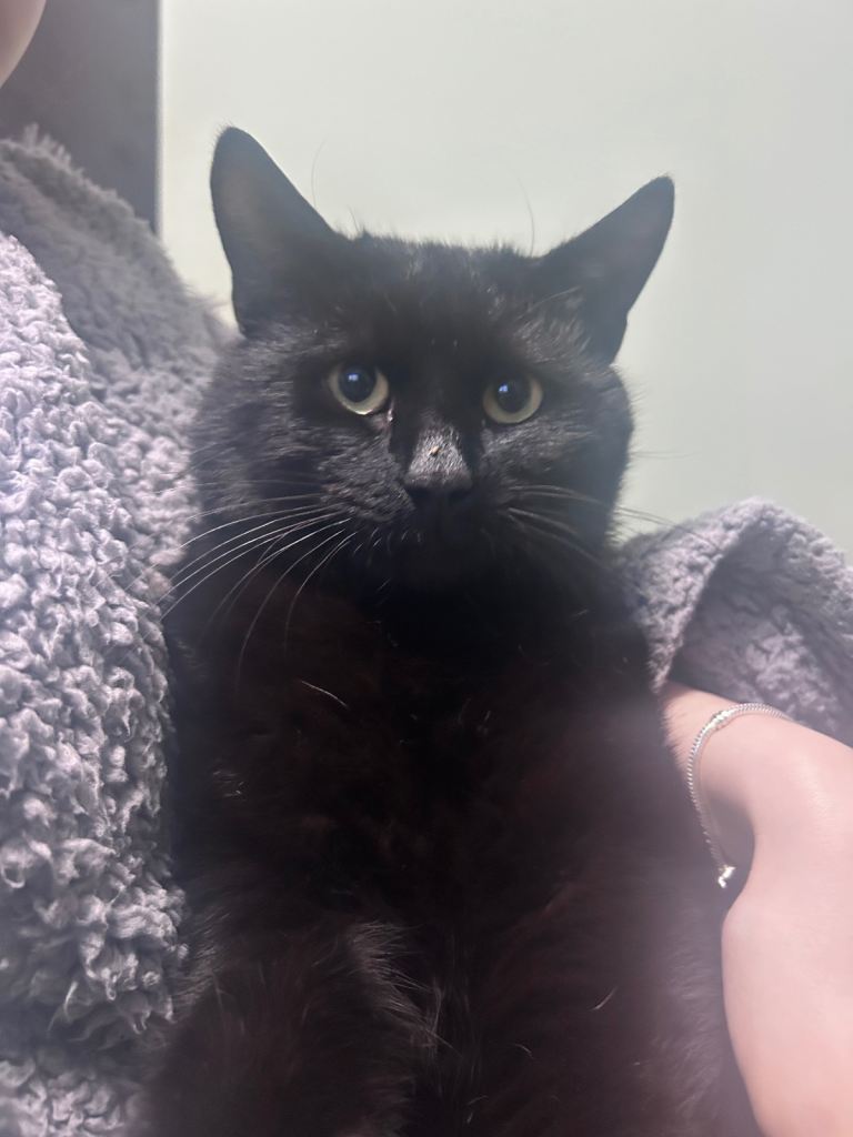 Young black male cat