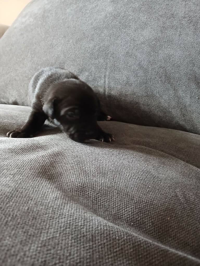 2 male staffie pup 