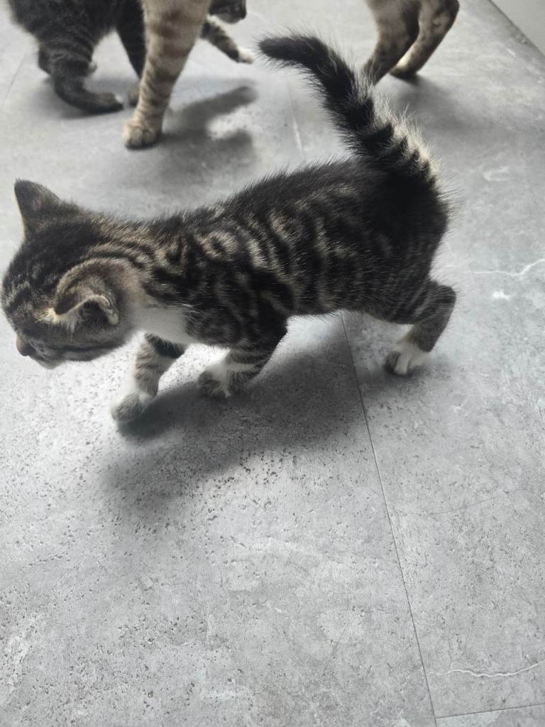 Bengal kittens