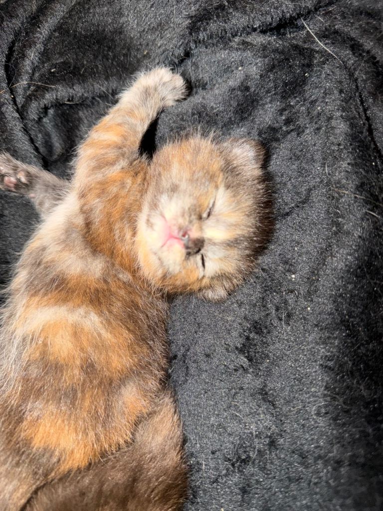 3  Ragdoll cross girl kittens 