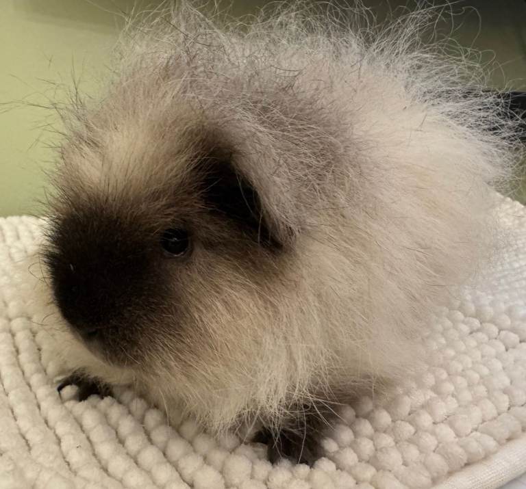  11 Month Old Male Guinea Pig – Looking for a New Home