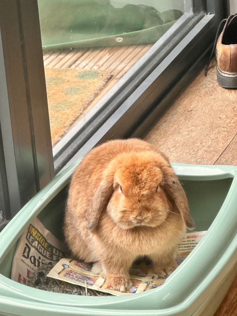 Lop Rabbit