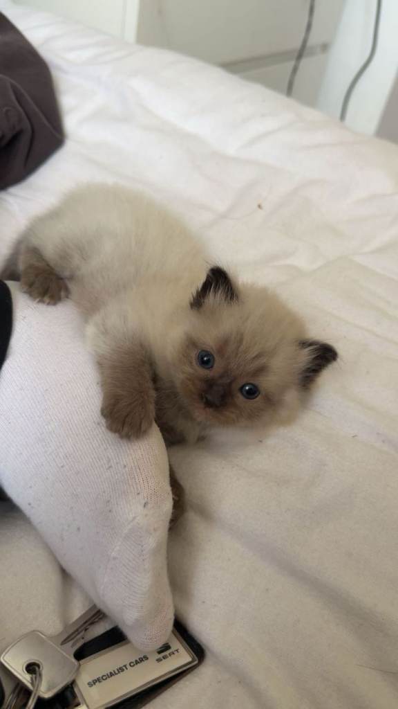 Purebred Ragdoll kittens