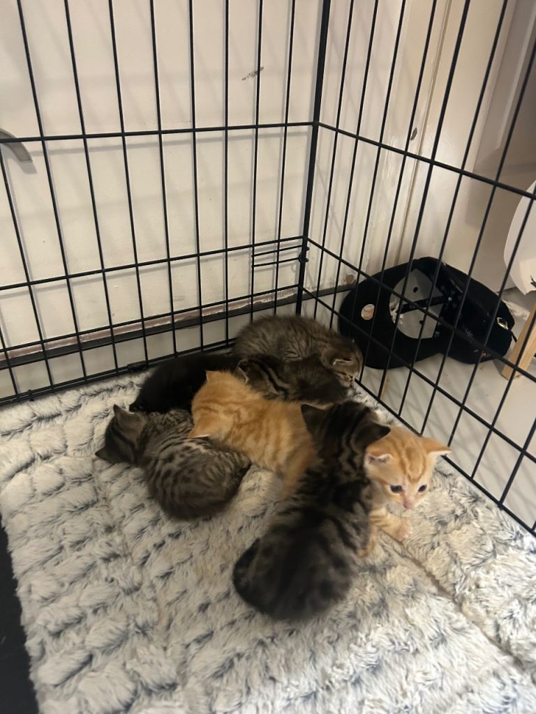 Cute kittens
