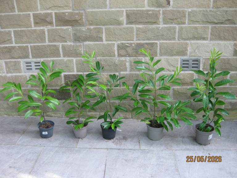 Five Laurel Hedging Plants.