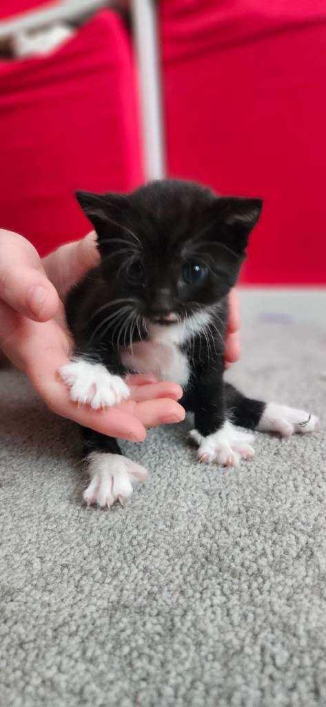 Kittens looking for a loving home 