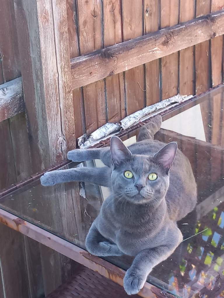 British blue cross Russian blue 